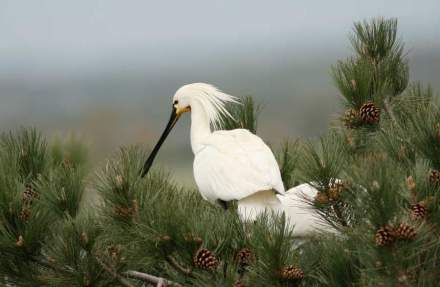 Festival Oiseau Nature